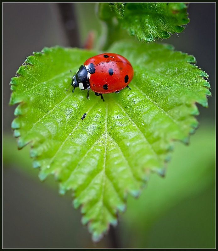 ladybird