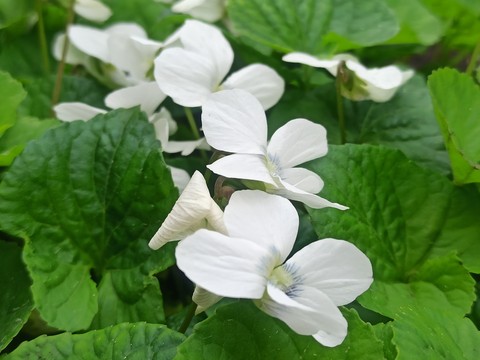רקעים violet, leaf