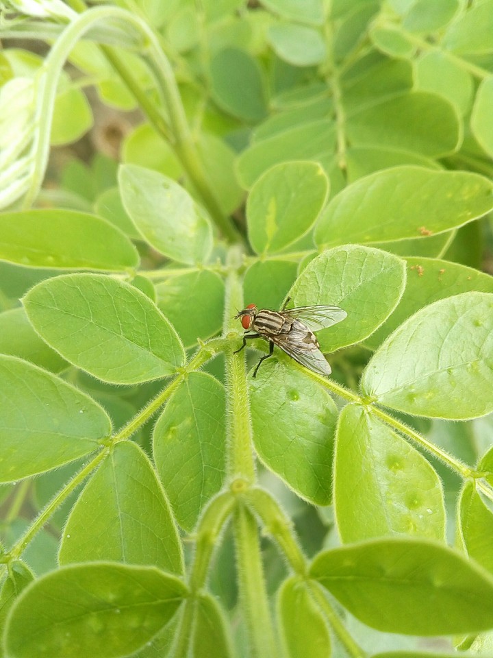 fly...