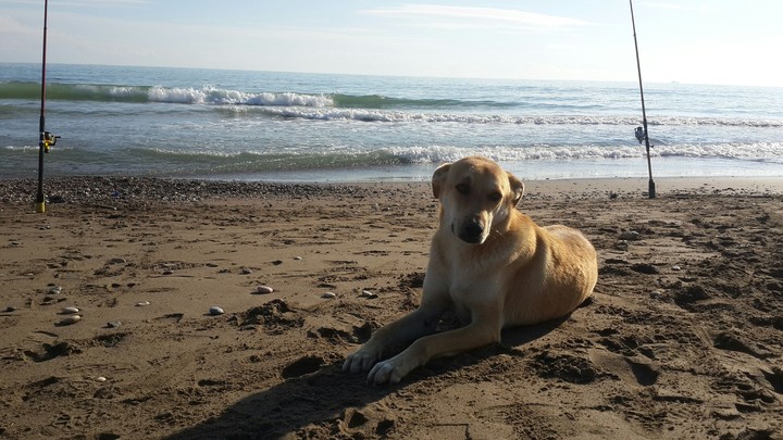 dog