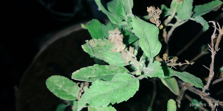 Greenery