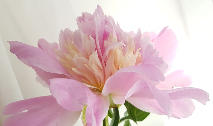 Peony