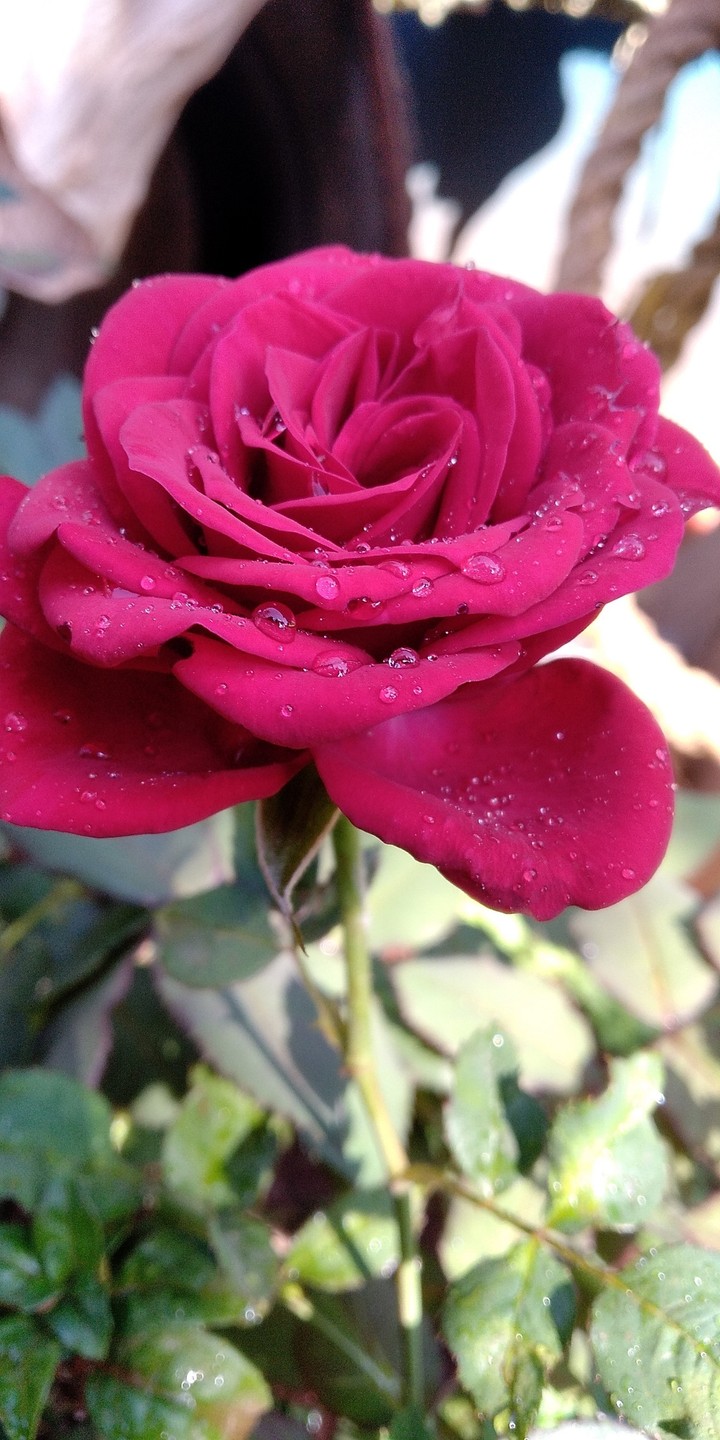 red rose