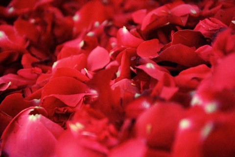 pretty rose petals