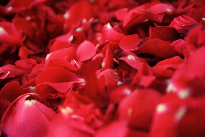 pretty rose petals