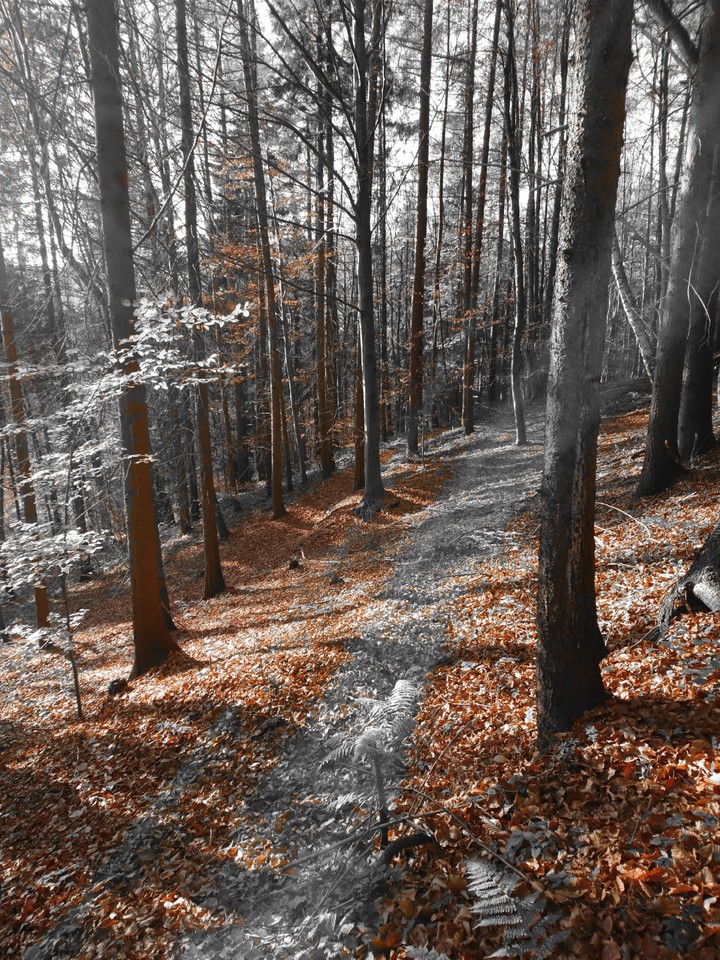 My Forest