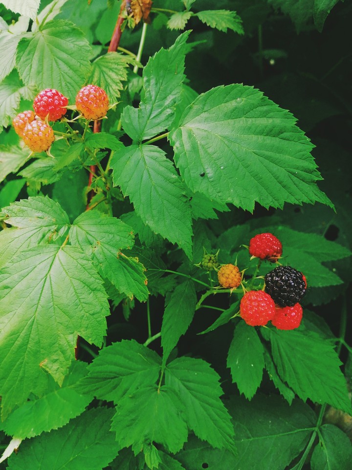 nature