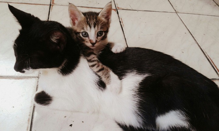 kitty mom and kitty baby