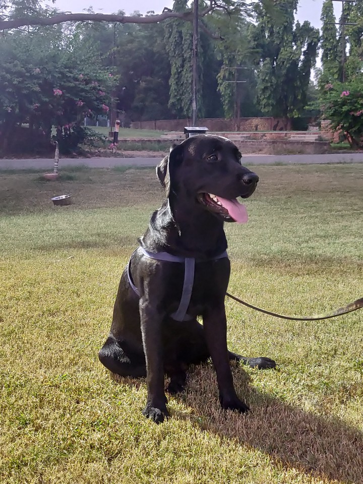 Labrador