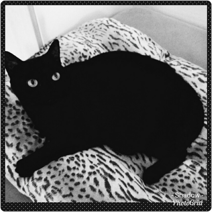 Gatinho