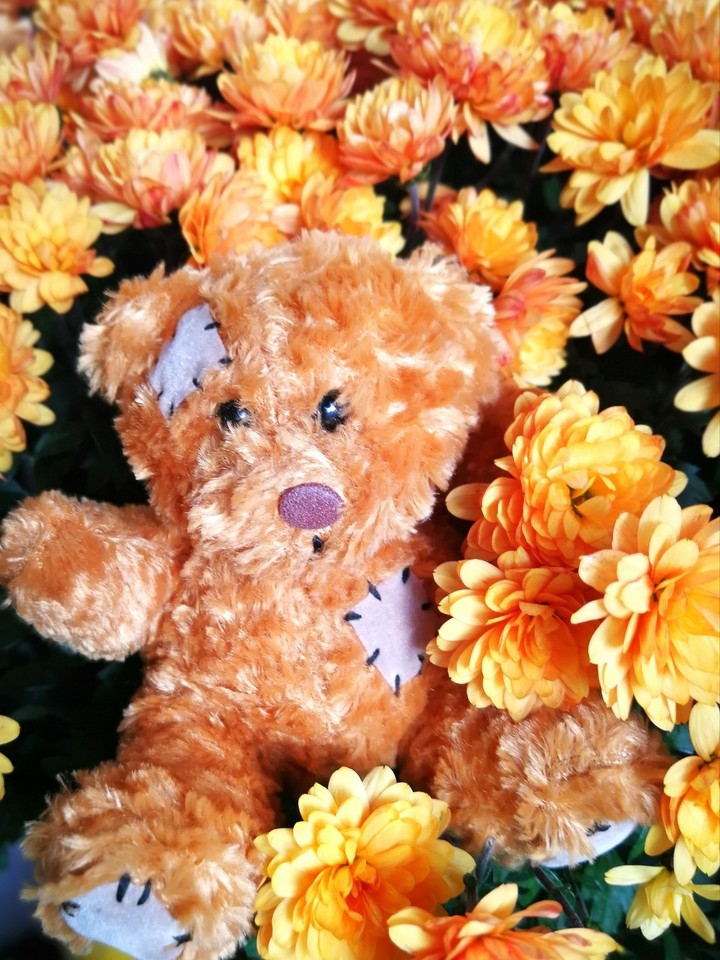 Teddybär