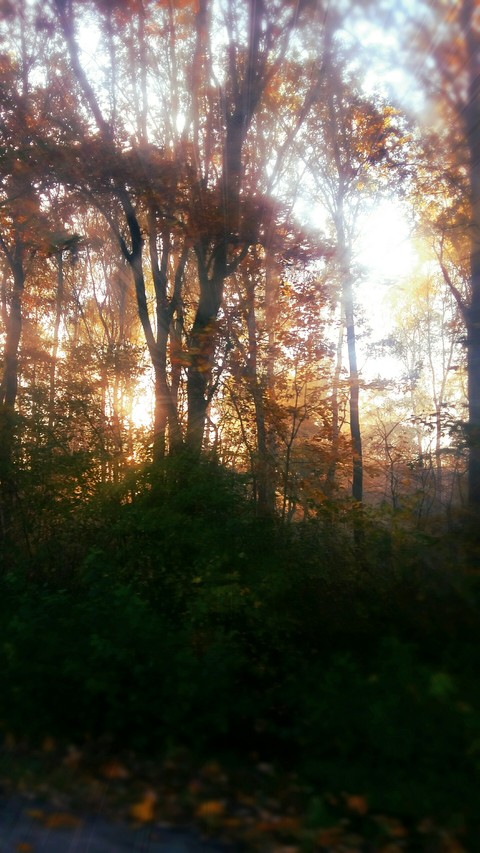 sunrise in forest