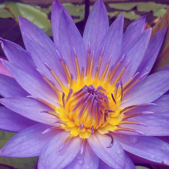 Lily