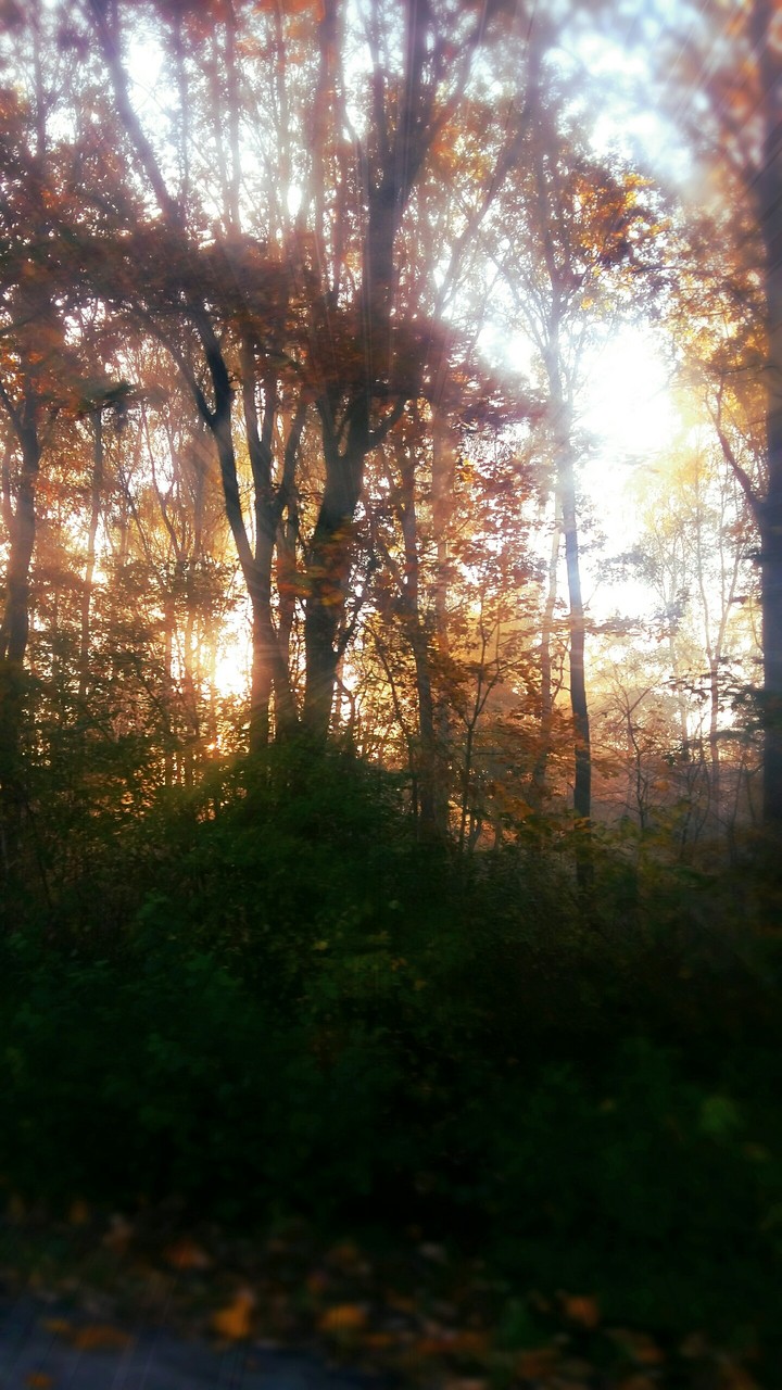 sunrise in forest