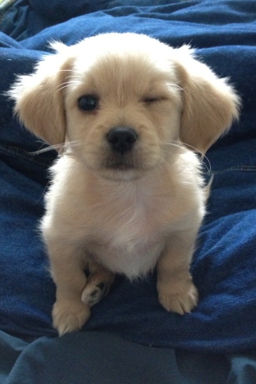 cute puppies
