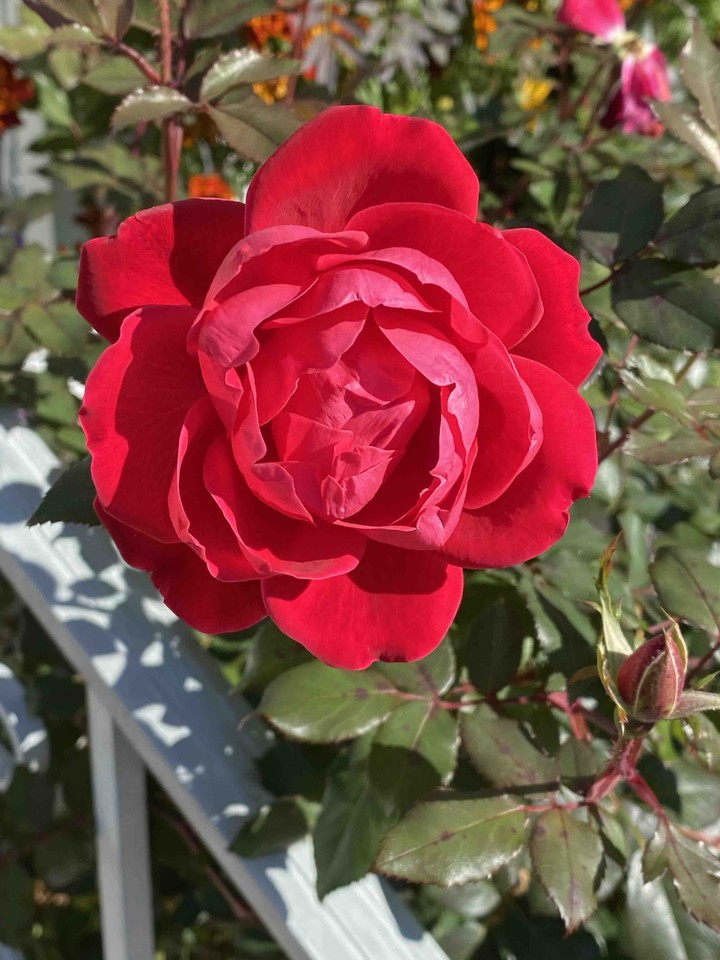 double red rose