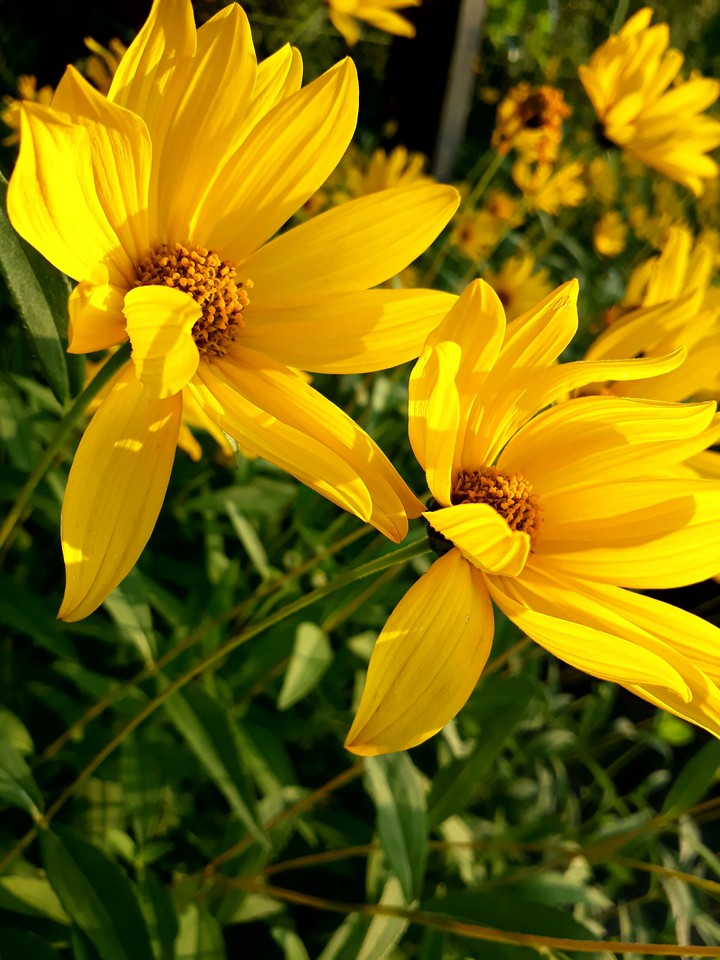 flowers