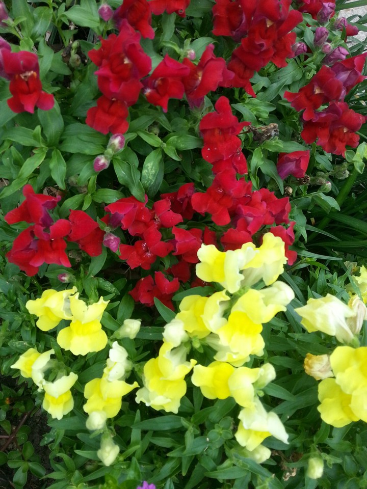 Snapdragons