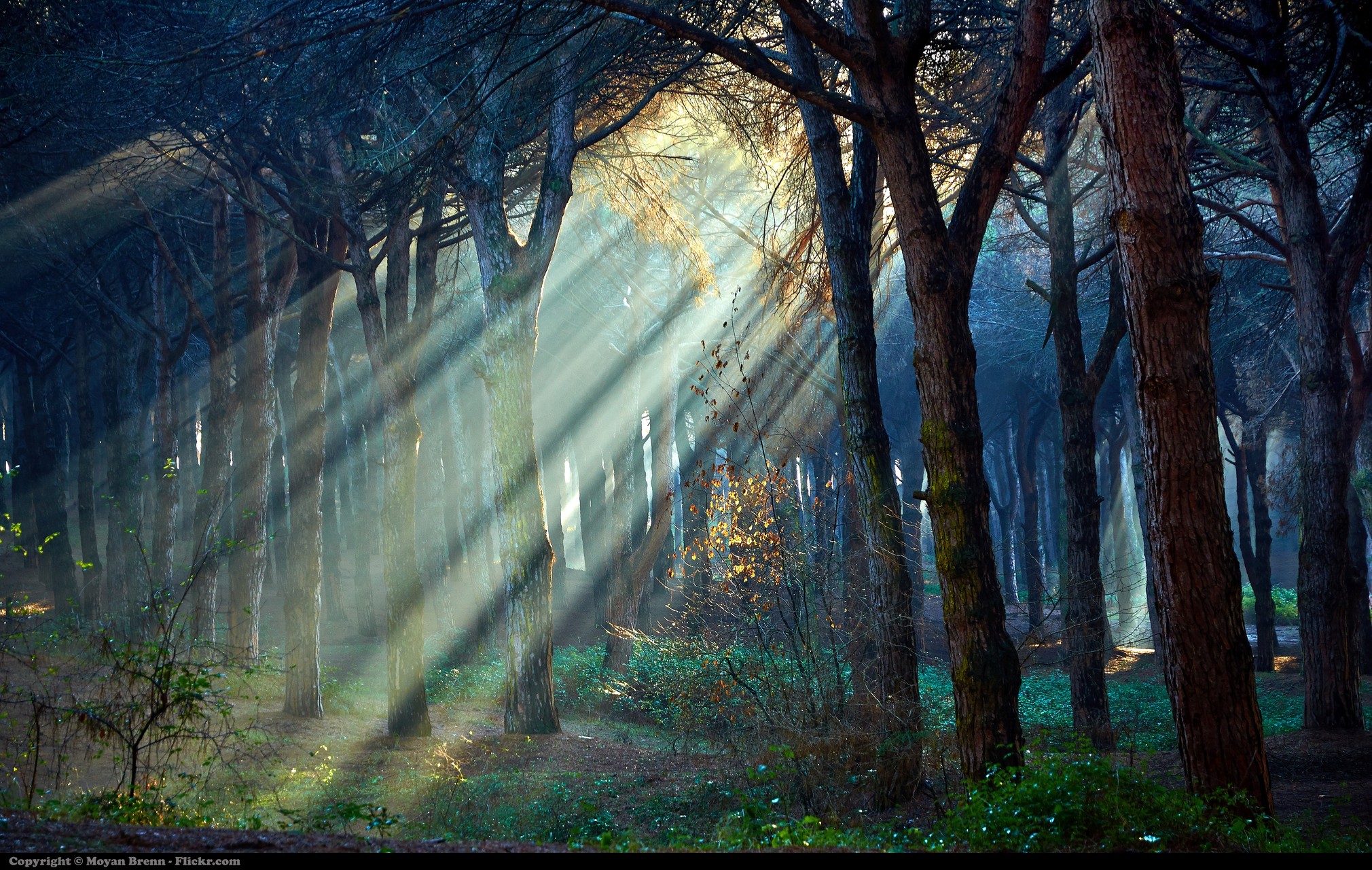 Forest
