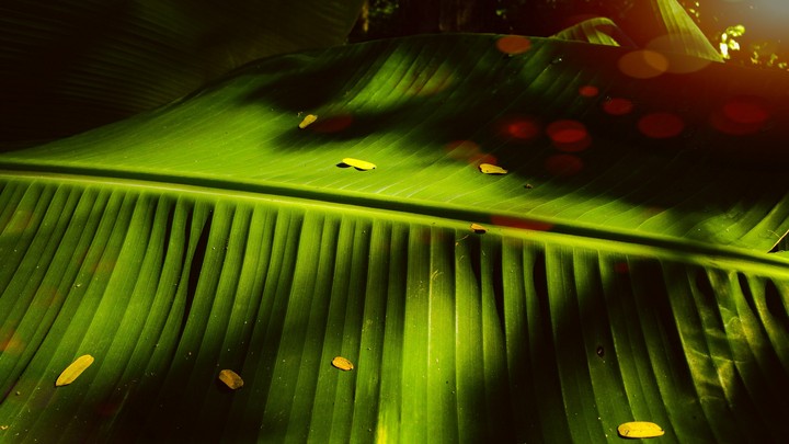 greenery