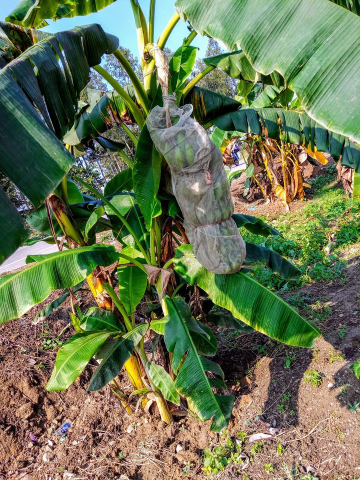 banana plant