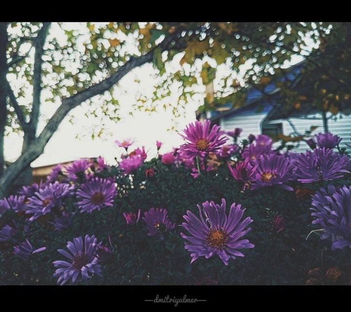 Autumn Flowers