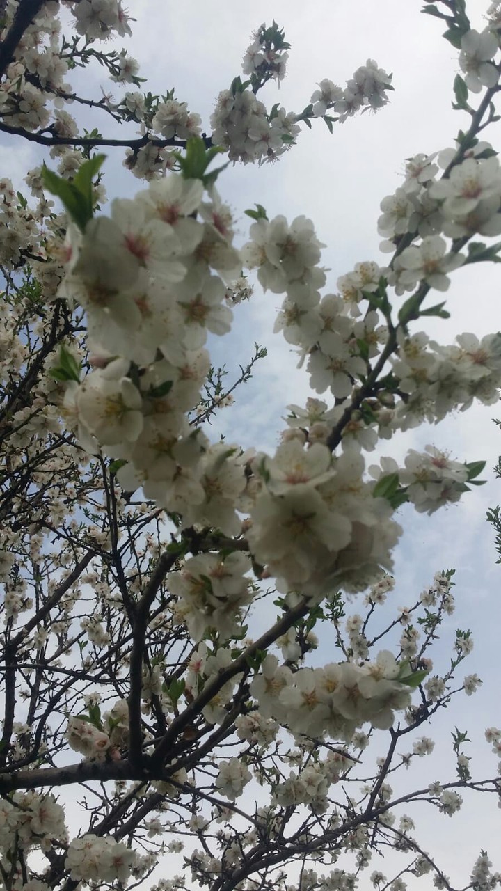 bahar yenilik.mutluluk