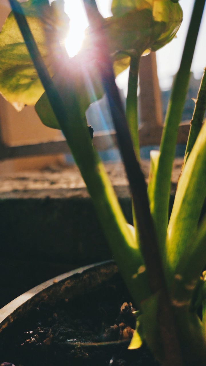 Little plant in afternoon sunlight
