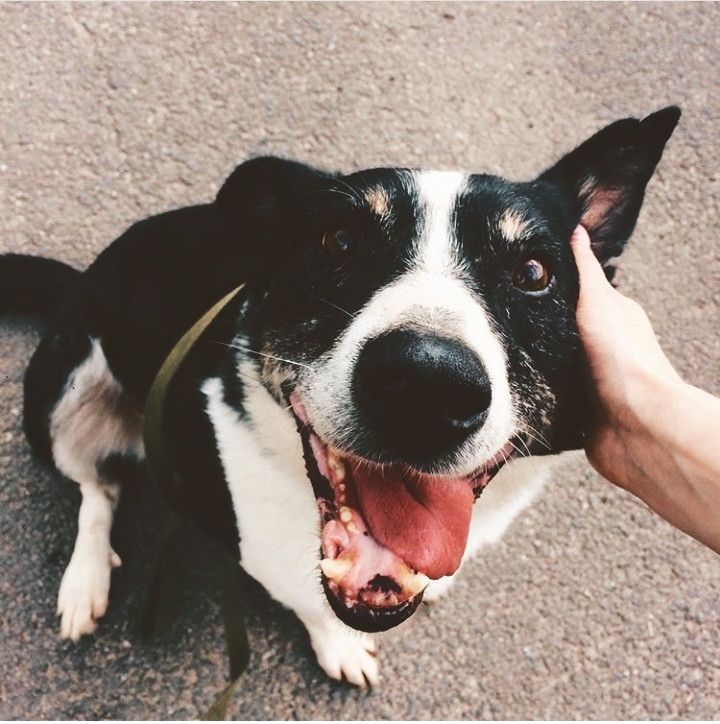 nice dog