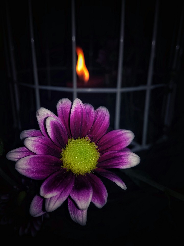Solitary flower
