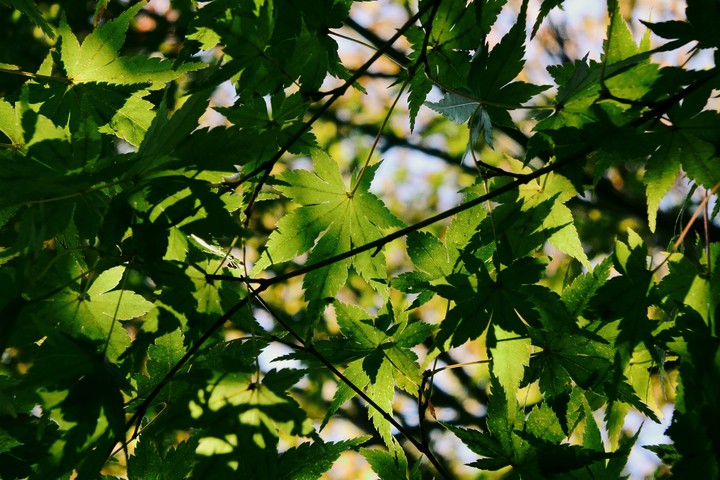 残夏