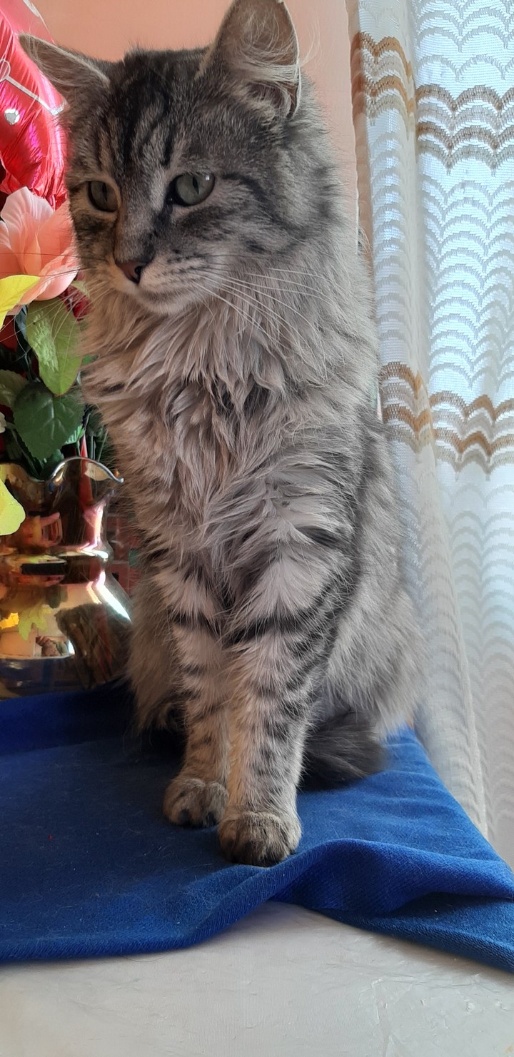 my kitty