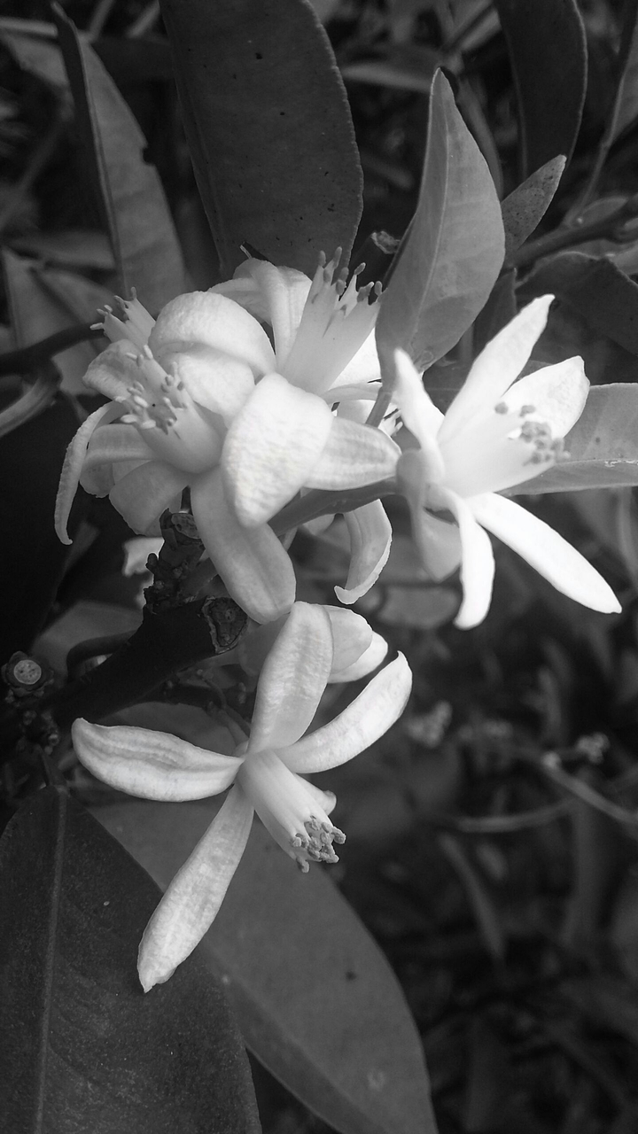 black ang white
