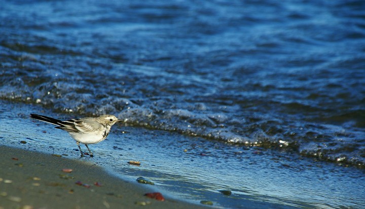 bird
