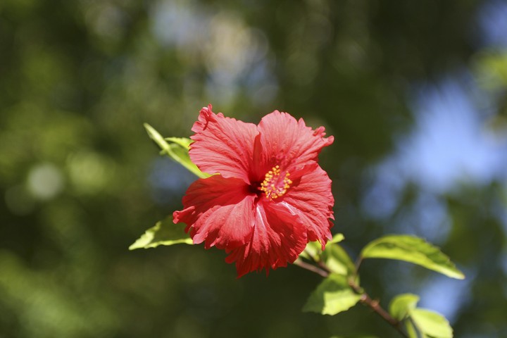 Plant