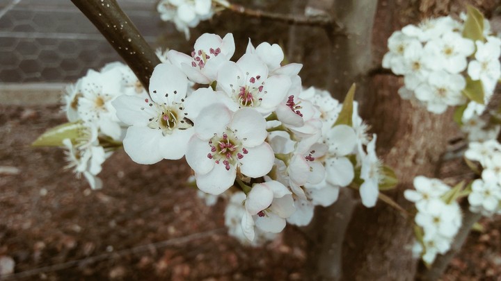 spring