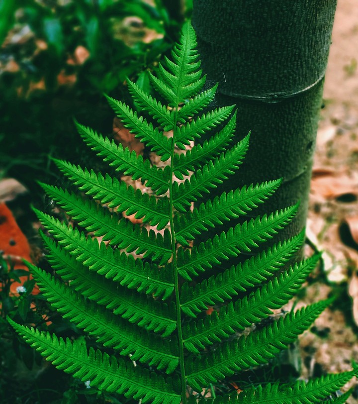go green