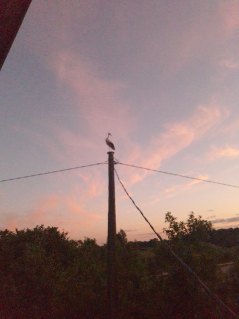 тапети bird, tree