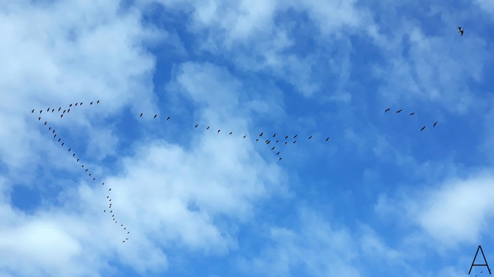 Sky