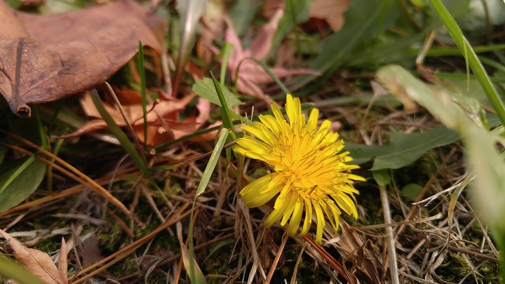 Dandelion use fallen leaves as quilt