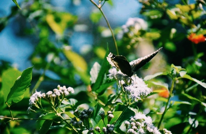 vbv_photography