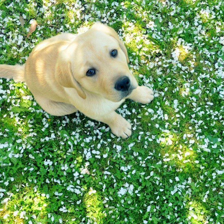 dog