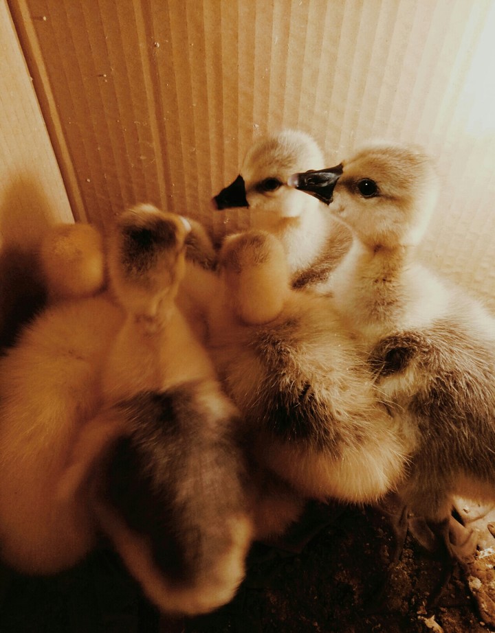10 geese