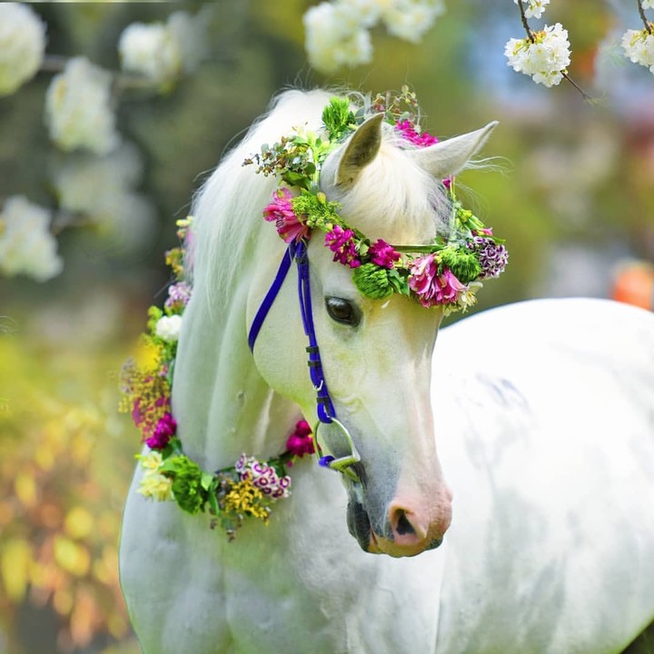 hors