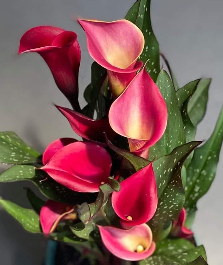 beautiful flowers
