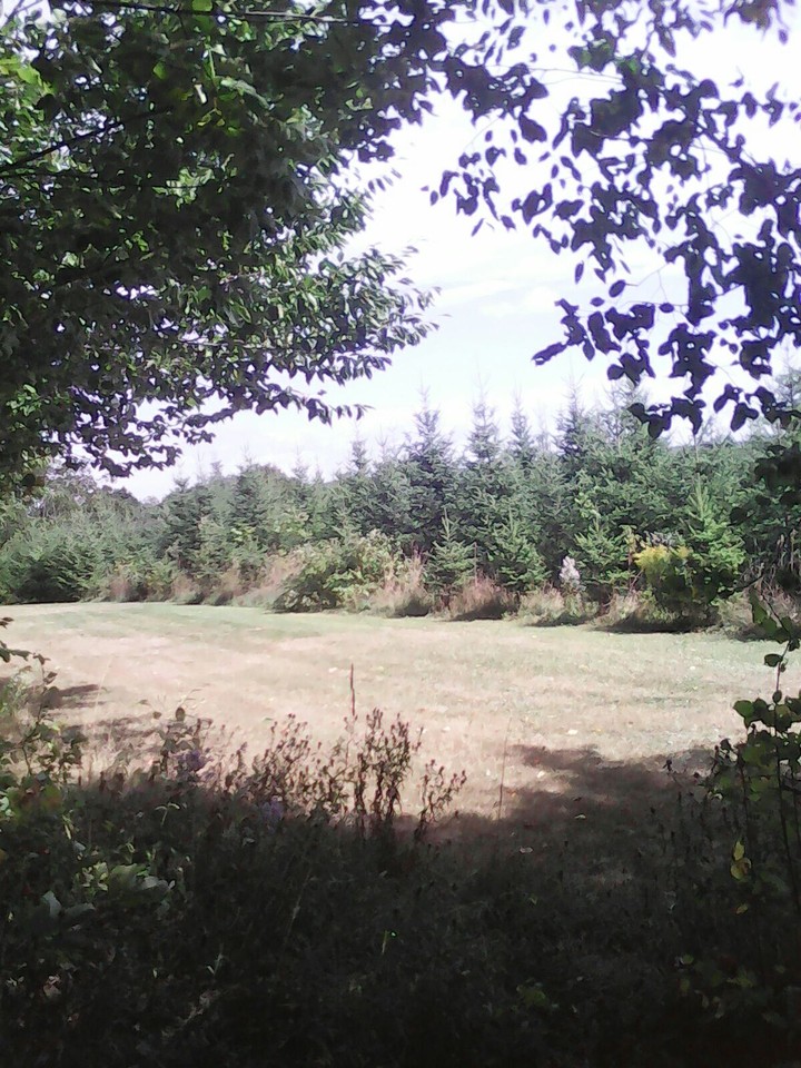 Mouth of Forest