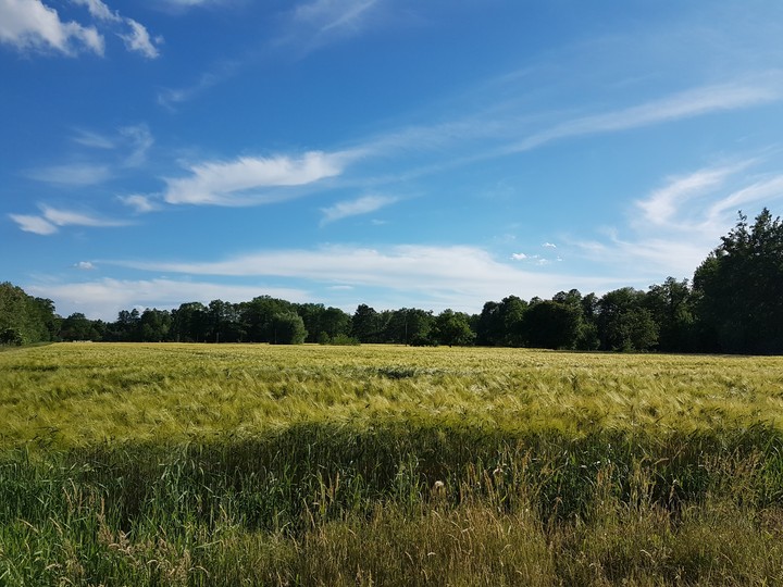 Summer field