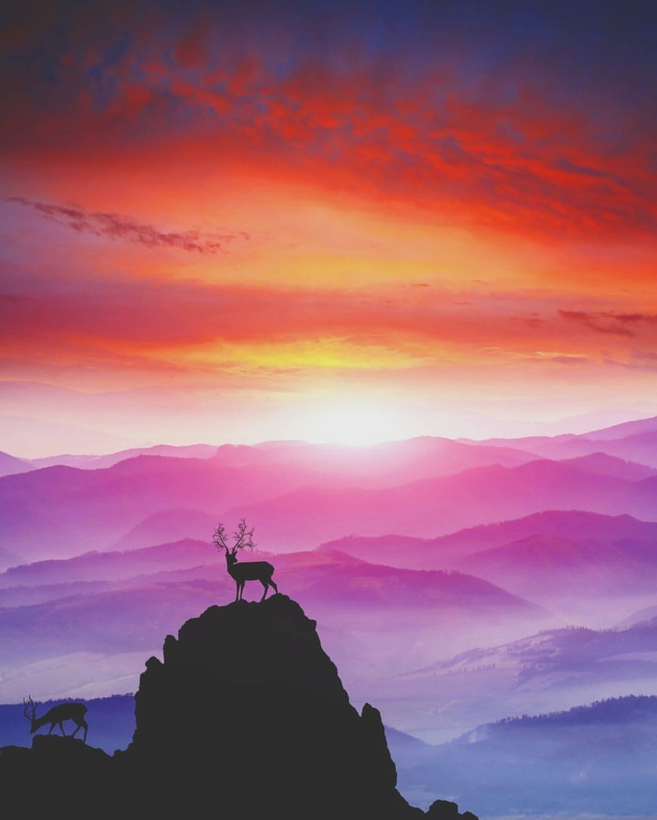 Deer