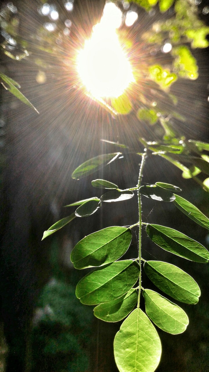 sun