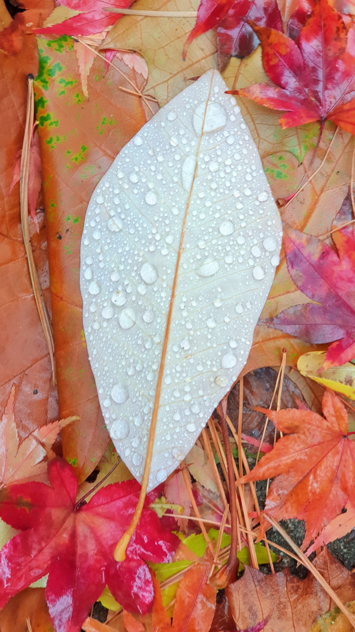 leaves